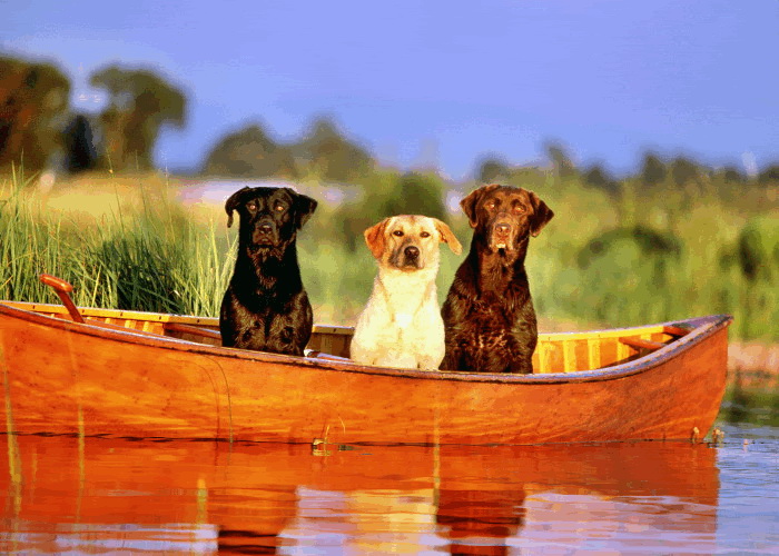 Dogs in boat